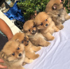 Photo №1. pomeranian - for sale in the city of Berlin | Is free | Announcement № 125080