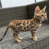 Photo №1. bengal cat - for sale in the city of Антверпен | 370$ | Announcement № 116953