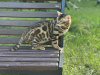 Additional photos: Gorgeous Bengal cat - GrandInterChampion of the breed