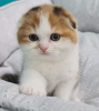 Photo №1. scottish fold - for sale in the city of Leipzig | 355$ | Announcement № 12020