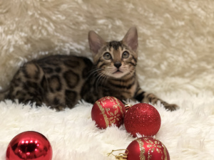 Photo №2 to announcement № 3562 for the sale of bengal cat - buy in Belarus private announcement, from nursery, breeder