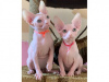 Photo №1. sphynx cat - for sale in the city of Wiesbaden | 443$ | Announcement № 19048