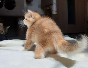 Photo №3. Golden british cat. Russian Federation