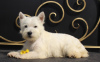 Photo №2 to announcement № 51362 for the sale of west highland white terrier - buy in Russian Federation private announcement, from nursery, breeder