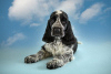 Photo №1. english cocker spaniel - for sale in the city of St. Petersburg | 586$ | Announcement № 43014