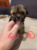 Additional photos: Kc Lhasa Apso for sale