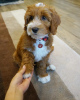 Photo №2 to announcement № 88542 for the sale of labradoodle - buy in Sweden private announcement