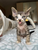 Photo №3. Devon Rex kittens available for sale now. Russian Federation