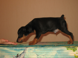 Additional photos: Miniature Pinscher puppies with pedigree