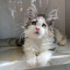 Photo №3. Healthy cute adorable Maine coon kittens available now for sell. United States