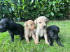 Photo №1. labrador retriever - for sale in the city of Miami | 800$ | Announcement № 66206