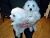 Photo №1. bichon frise - for sale in the city of Vienna | 317$ | Announcement № 75980