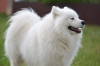 Photo №3. It is proposed to mate a Samoyed male. in Belarus. Announcement № 3913