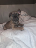 Additional photos: Vaccinated French Bulldog for sale