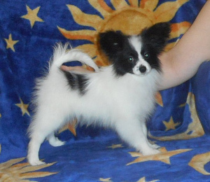 Photo №2 to announcement № 5055 for the sale of papillon dog - buy in Russian Federation from nursery