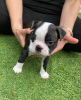 Photo №1. non-pedigree dogs - for sale in the city of Bamberg | Is free | Announcement № 117761