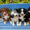 Photo №1. australian shepherd - for sale in the city of Berlin | negotiated | Announcement № 119975