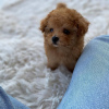 Photo №2 to announcement № 108812 for the sale of poodle (toy) - buy in Germany breeder