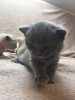 Photo №3. British shorthair kittens for sale around Germany. Germany