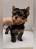 Photo №4. I will sell yorkshire terrier in the city of Ufa. private announcement, breeder - price - 667$