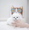 Photo №4. I will sell maltese dog in the city of Berlin.  - price - 264$