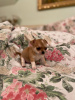 Photo №3. Chihuahua puppy. Belarus
