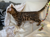 Photo №2 to announcement № 111110 for the sale of bengal cat - buy in United States breeder