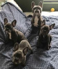 Photo №1. french bulldog - for sale in the city of Kiev | 1100$ | Announcement № 13321