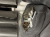 Photo №2 to announcement № 66319 for the sale of american shorthair - buy in Czech Republic private announcement
