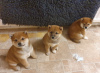 Photo №1. shiba inu - for sale in the city of Eindhoven | 412$ | Announcement № 45626