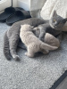 Photo №1. british shorthair - for sale in the city of Zagreb | 317$ | Announcement № 88360