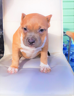 Photo №4. I will sell american bully in the city of St. Petersburg. from nursery - price - 937$
