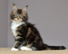 Photo №2 to announcement № 10325 for the sale of maine coon - buy in Russian Federation from nursery