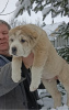 Photo №1. central asian shepherd dog - for sale in the city of Гамбург | 951$ | Announcement № 39004