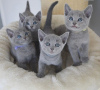 Photo №1. russian blue - for sale in the city of Vilnius | 264$ | Announcement № 120954