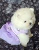 Photo №4. I will sell pomeranian in the city of Дрезден. private announcement - price - 380$