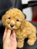 Photo №1. poodle (toy) - for sale in the city of Riyadh | negotiated | Announcement № 85454