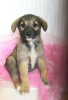 Additional photos: Strong, outgoing and friendly puppy Nastasya is looking for a home.