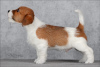 Photo №2 to announcement № 9565 for the sale of jack russell terrier - buy in Russian Federation from nursery