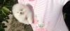 Photo №4. I will sell pomeranian in the city of Nuremberg. private announcement - price - 380$