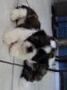 Photo №1. shih tzu - for sale in the city of Inari | negotiated | Announcement № 55302