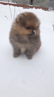 Photo №4. I will sell pomeranian in the city of Kazan. private announcement - price - 2217$