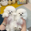 Photo №1. pomeranian - for sale in the city of Hannover | negotiated | Announcement № 73994