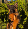 Additional photos: Entzückende deutsche Schäferhund-Welpen stehen zur Adoption zur Verfügung
