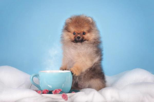 Additional photos: Pomeranian, boy, Moscow