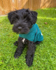 Photo №2 to announcement № 15458 for the sale of schnauzer - buy in United States private announcement