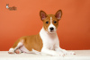 Photo №1. basenji - for sale in the city of Bobruisk | negotiated | Announcement № 39988