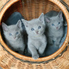 Photo №1. russian blue - for sale in the city of Berlin | negotiated | Announcement № 68992