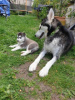 Photo №3. Siberian Husky puppies. United States