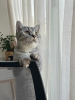 Photo №2 to announcement № 74425 for the sale of british shorthair - buy in Germany private announcement, breeder